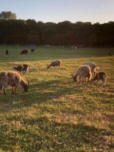 2022-06-11_19-01-31__non